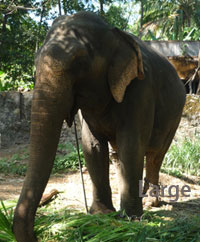 Elephant Santuary in the Document Footnotes Elephant Santuary