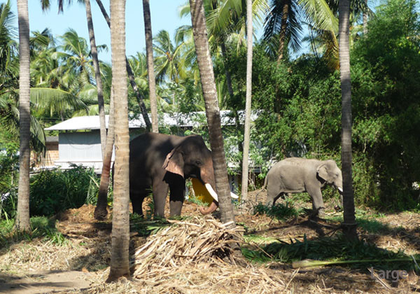 Guruvayur Elephant Santuary